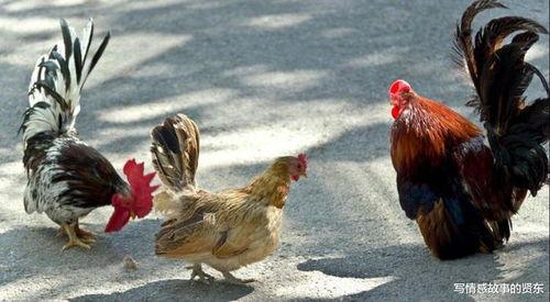 福清鸡哥爆料视频大全集,揭秘背后真相与精彩瞬间  第2张